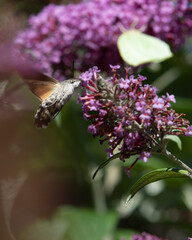 Macroglossum stellatarum drinking nectar 