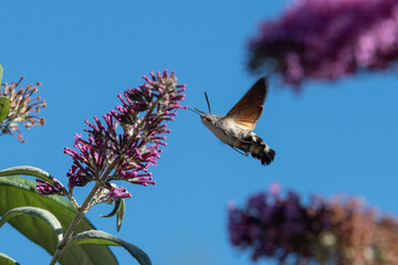 Macroglossum stellatarum drinking nectar from flower closeup © Christoffer