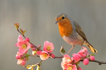 Fototapeta premium European robin Erithacus rubecula bird songbird wildlife nature predator cock o the north, beautiful animal mountain finch, animal, bird watching ornithology, flower bud fauna wildlife Europe