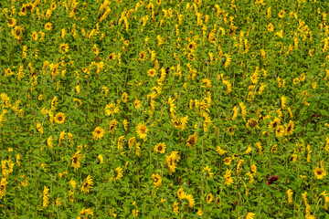 a large field of blooming sunflowers