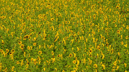 Obraz premium a large field of blooming sunflowers
