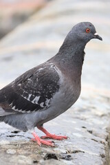 Pigeon