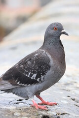 Pigeon