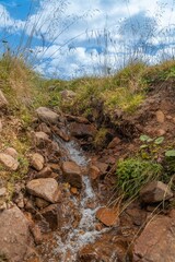 stream in the forest