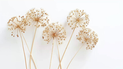 dried allium flowers with their papery seed heads. The soft, neutral tones and delicate textures create a serene and ethereal atmosphere. Ideal for wellness, spa, and botanical-themed designs.