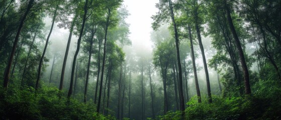 Obraz premium Serene misty forest with tall trees and lush greenery, creating a calm and tranquil atmosphere.