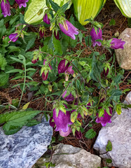 680-42 Spotted Bellflower