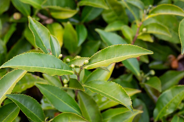 Green tea tree leaves field Fresh young tender bud herbal in farm on summer morning. Sunlight Green tea tree plant camellia sinensis in organic farm.