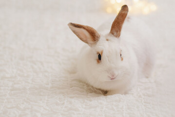 A Christmas domestic white rabbit on a red knitted plaid. Christmas Eve. Merry Christmas