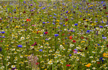 many varietes of colourful flowers on the meadow