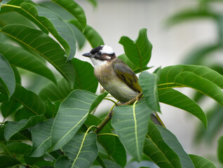 light vented bulbul perching on tree branch