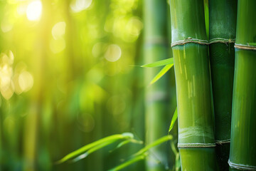 Obraz premium Bamboo stems background
