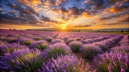 A field of lavender swaying in the wind under a golden sunset