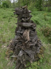 Old cut sawed torn logs wood lumber stumps stack pile heap in forest clearing wooden sculpture 