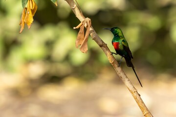 long-tailed sunbird (Cinnyris pulchellus), male perched on a branch in Gambia