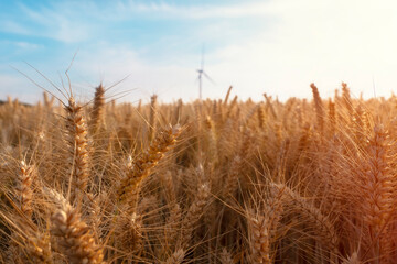 Golden Wheat Field Under Bright Blue Sky With Wind Turbine in Background at Sunset