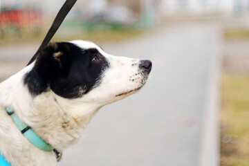 A black and white dog wearing a blue harness looks curiously at something in a park on a sunny day