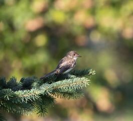 Eastern Phoebe on a spruce bough with autumnal background color