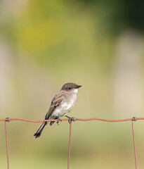 Eastern Phoebe on a rusty wire rural fence with soft green background in Ontario