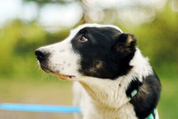 A black and white dog stands attentively, looking up with curiosity in a lush green area during the afternoon.