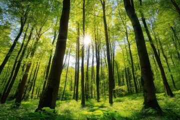 Naklejka premium A vibrant, sunlit forest with tall trees and lush green foliage, capturing the serene atmosphere of a forest in daylight.