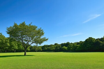 A single tree stands tall in a large, green grassy field under a clear blue sky in a sunny park.