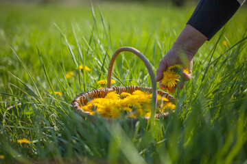 Löwenzahn Pflücken bzw. Wildkräuter Sammeln mit Korb