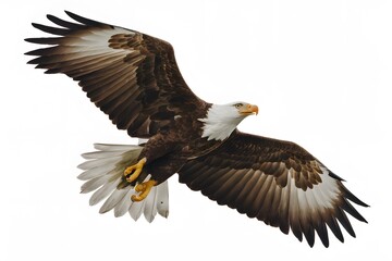 Obraz premium Philippine Eagle Flying on White Background, Realistic Photo, Pattern Background, Wallpaper, Cover and Screen for Smartphone, Cell Phone, Computer, Laptop