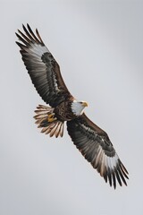 Fototapeta premium Philippine Eagle Flying on White Background, Realistic Photo, Pattern Background, Wallpaper, Cover and Screen for Smartphone, Cell Phone, Computer, Laptop