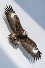 Fototapeta premium Philippine Eagle Flying on White Background, Realistic Photo, Pattern Background, Wallpaper, Cover and Screen for Smartphone, Cell Phone, Computer, Laptop