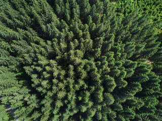 Drone flight in the mountains taking pictures of fir trees, river and road in Jiet, Hunedoara Romania