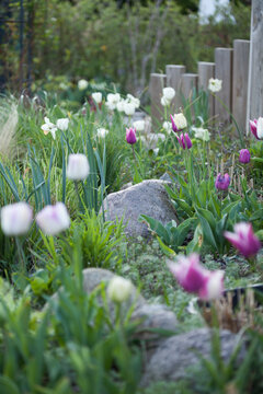 Tulpen im Fr&uuml;hling