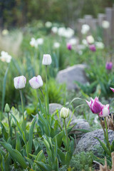 Besondere spitze Tulpen in weiß und rosa 