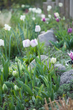Tulpen im Staudenbeet im Fr&uuml;hling