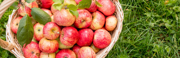 Apples in a Basket Outdoor. Sunny Background. Autumn Garden. Nature fruit concept. organic, delicious apples.genetically modified products