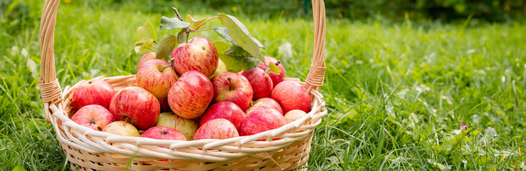 Apples in a Basket Outdoor. Sunny Background. Autumn Garden. Nature fruit concept. organic, delicious apples.genetically modified products