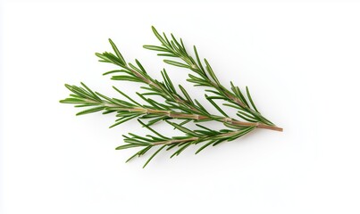 Fototapeta premium A green leafy plant with a stem