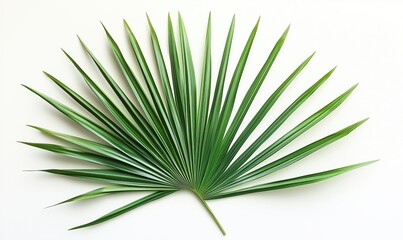 Obraz premium A green leafy plant with a long stem