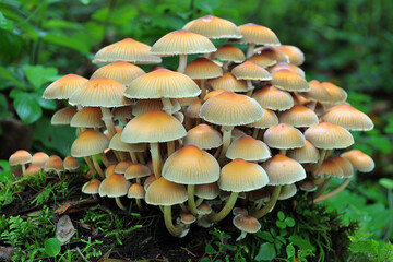 Fototapeta premium Cluster of Mushrooms in Forest