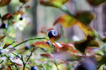 Ripe blueberries in a summer forest among leaves and branches