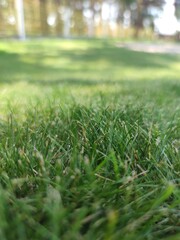 green grass background in the morning 