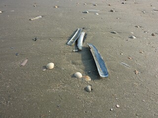 Stabmuscheln am Sandstrand 