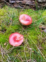 Zwei Fliegenpilze im Moos 