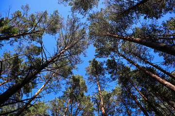 Crowns of trees against the blue sky