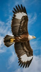 Fototapeta premium Iberian Imperial Eagle Flying with Blue Sky Background, Realistic Photo, Pattern Background, Wallpaper, Cover and Screen for Smartphone, Cell Phone, Computer, Laptop