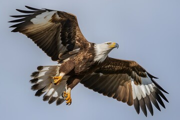 Fototapeta premium Iberian Imperial Eagle Flying with Blue Sky Background, Realistic Photo, Pattern Background, Wallpaper, Cover and Screen for Smartphone, Cell Phone, Computer, Laptop