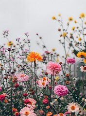 Vibrant Flowers Blooming in a Field
