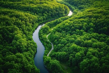 Aerial view of a lush forest with a winding river and path, bathed in vibrant green colors.
