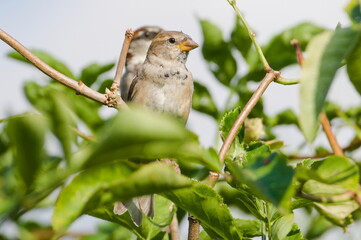 Passer domesticus aka house sparrow female perched on the tree. Common bird in Czech republic.