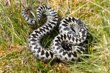Male Adder crawling through grass, Weardale, County Durham, England, UK.